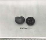 Click for 1 image(s) for this accession. FRUIT